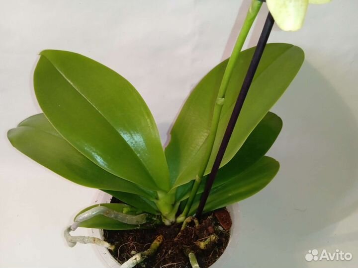 Орхидея фаленопсис Арома