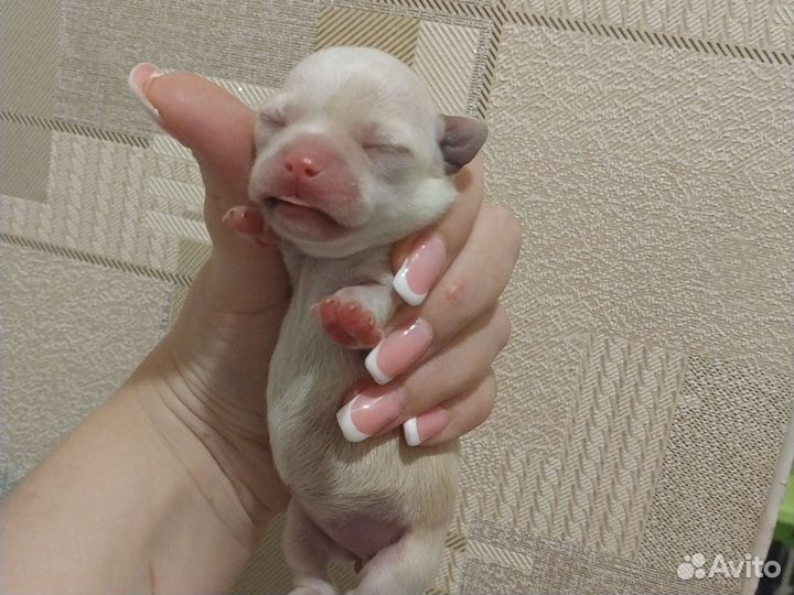 Щенки чихуахуа мини девочки и один мальчик