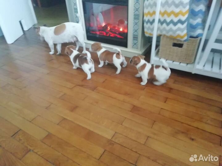 Щенки джек рассел терьер