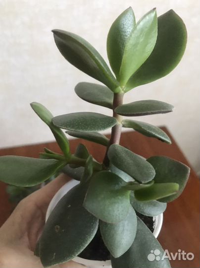 Толстянка (денежное дерево)