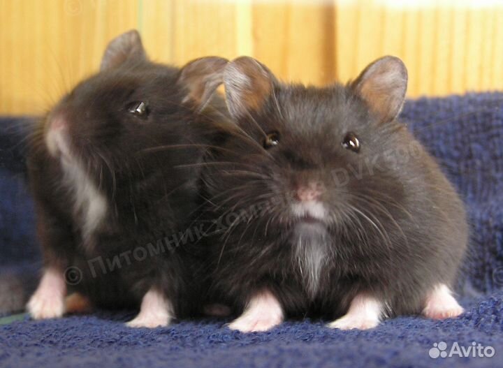 Хомячок с белым галстучком и носочками (питомник)