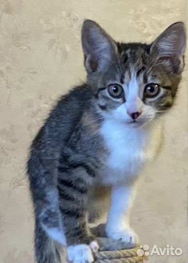 Помогите Уличная девочка, 2 месяца