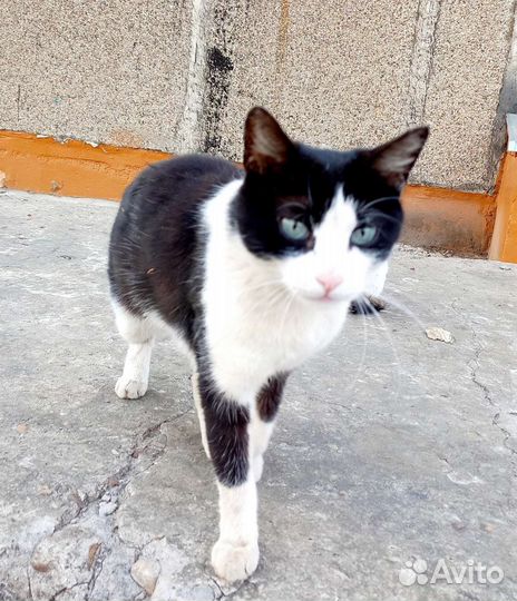 Ручная,ласковая,бывшедомашняя юная кошечка в дар