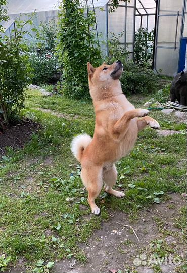 Сиба ину вязка