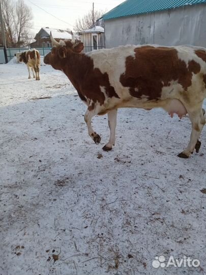 Корова дойная