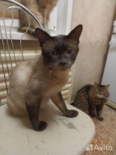 Бурманская