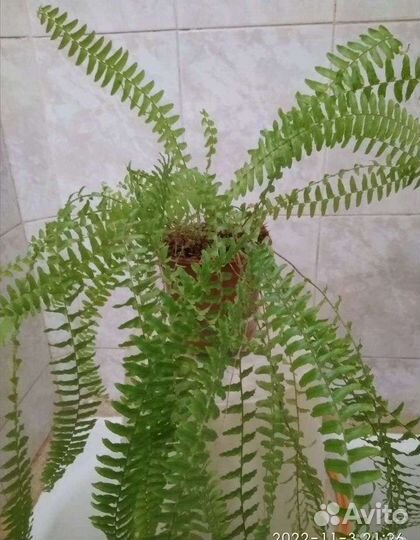 Нефролепис папоротник