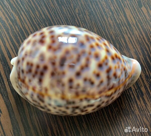 Морские ракушки раковины