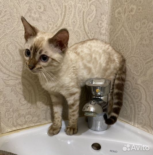 Бенгальская Милашка