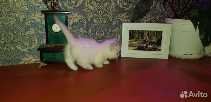 Кошка