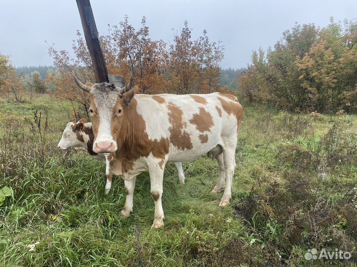 Продам обмен на авто или трактор