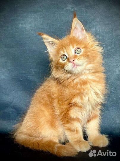 Мейн-кун крупные котята