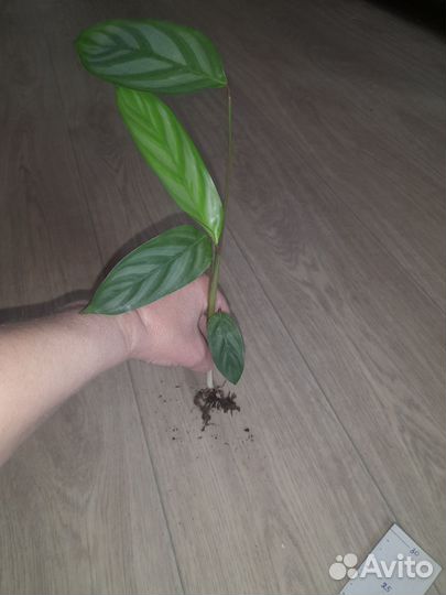 Калатея,филодендрон,сциндапсус, хедера