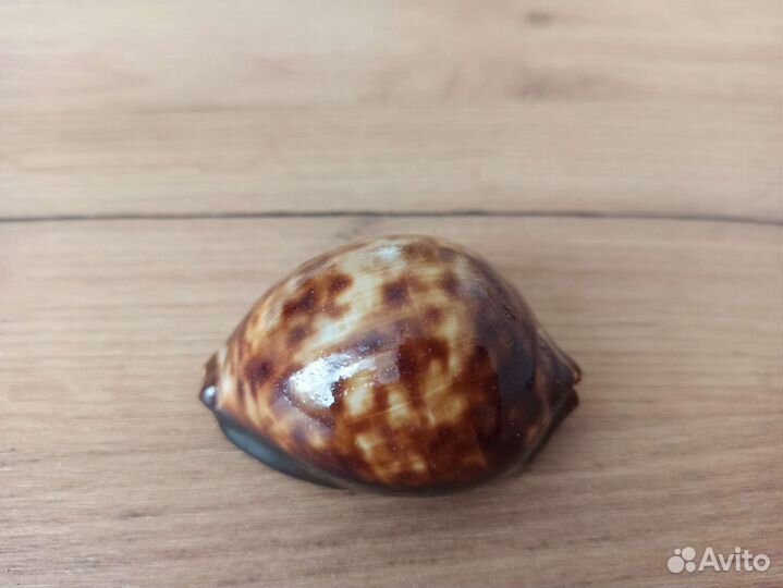 Морская раковина