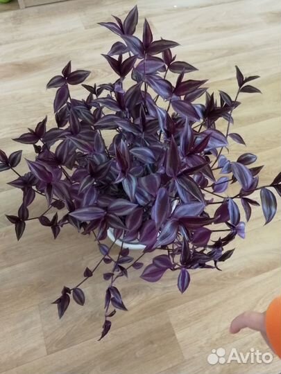 Срезы сортовых традесканций и каллизий