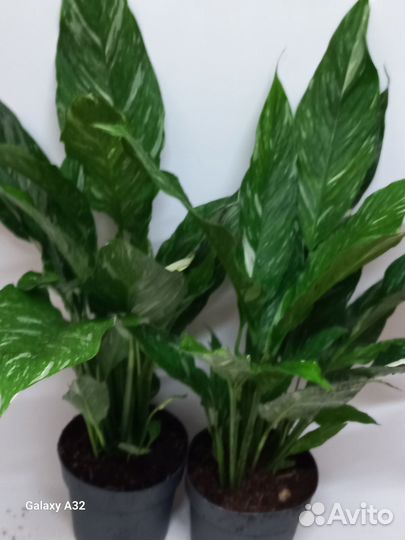 Спатифиллум даймонд