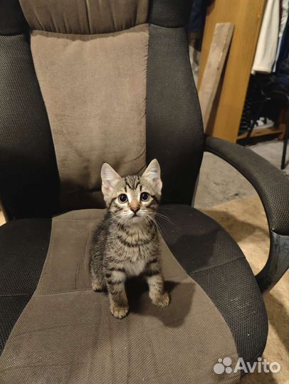 Котята бесплатно