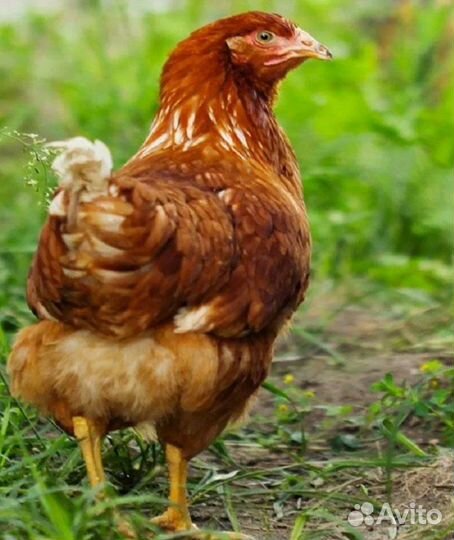 Куры несушки