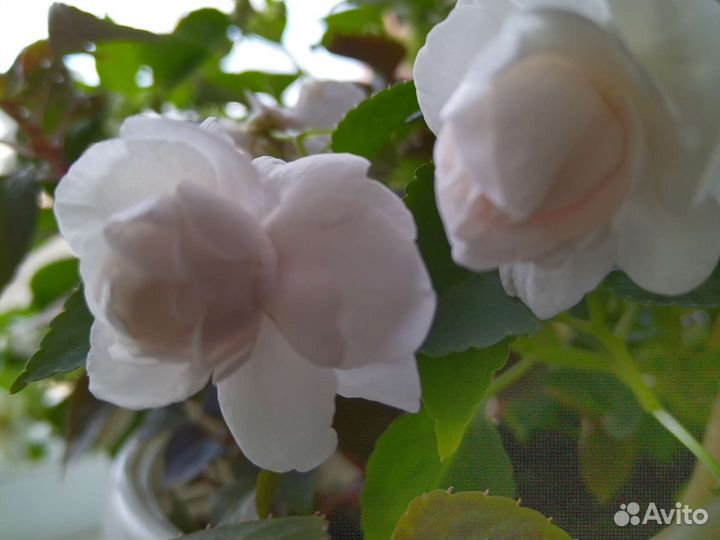 Бальзамин махровый сортовой