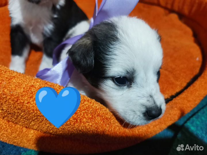 Щенки в добрые руки