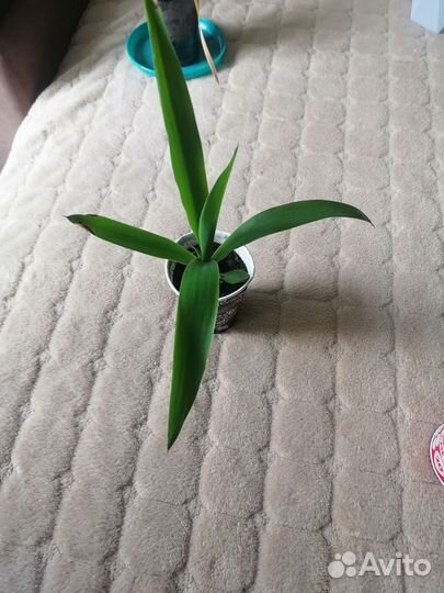 Драцена, юкка, спатик и сингониум