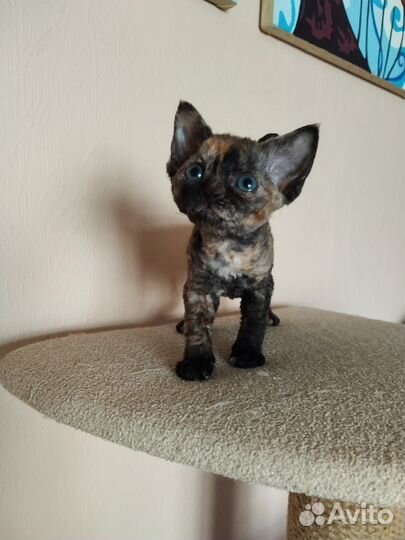 Котята девон-рекс