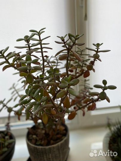 Комнатные цветы