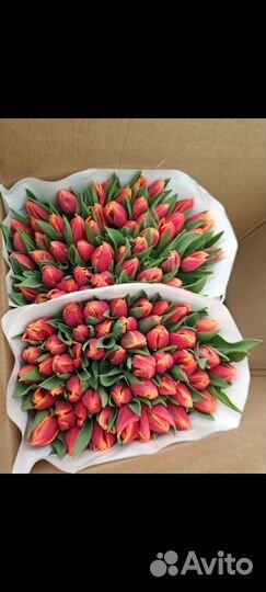 Тюльпаны опт-розница,доставка