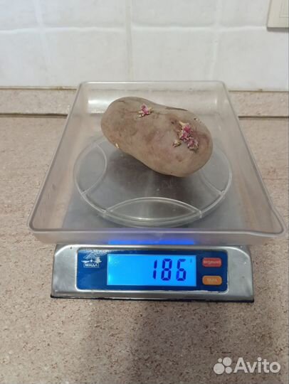 Семенной картофель уника