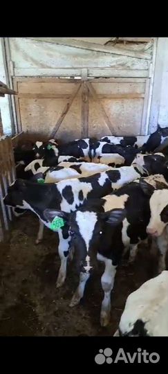 Бычки на откорма