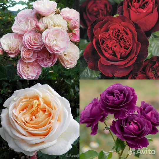 Продажа саженцев роз