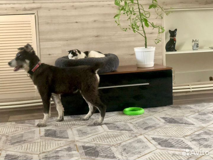 Щенок мальчик Барон 4 мес