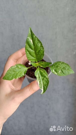 Острый перец комнатный