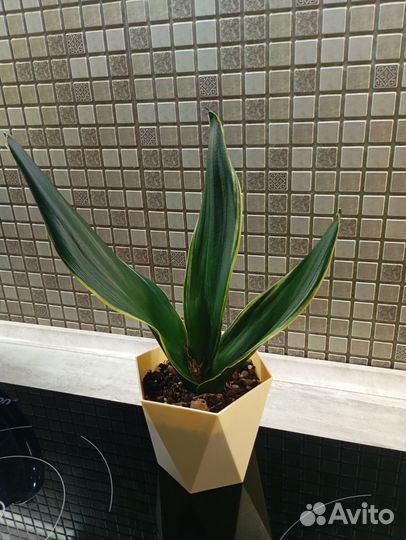 Сансевиерия black diamond