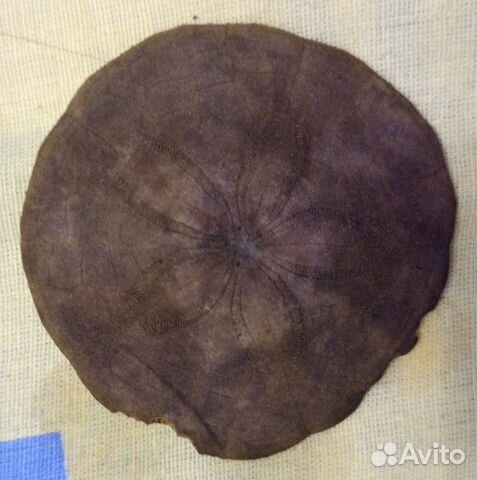 Окаменелость.Плоский щитообразный морской ёж