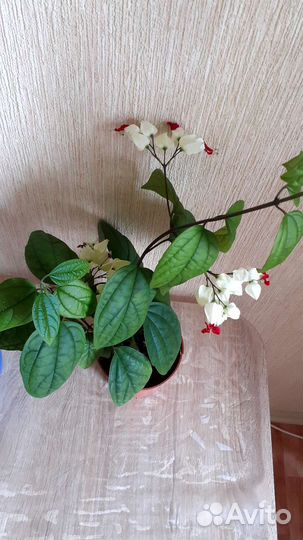 Клеродендрум томпсон