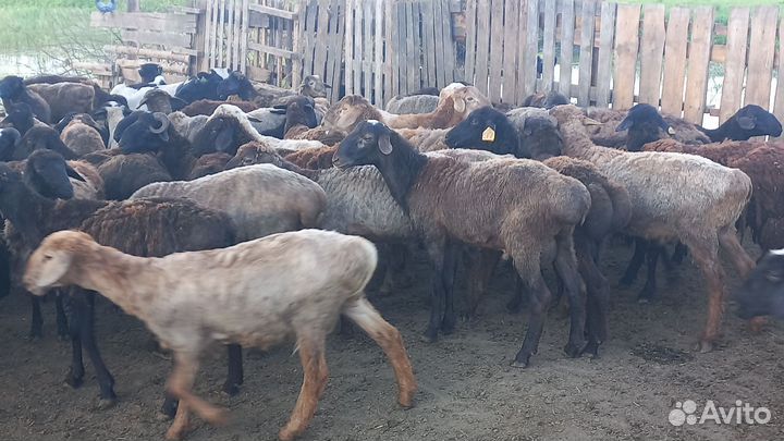 Курдючные бараны