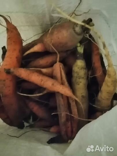 Морковь на корм животным