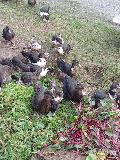 Мускусные утки