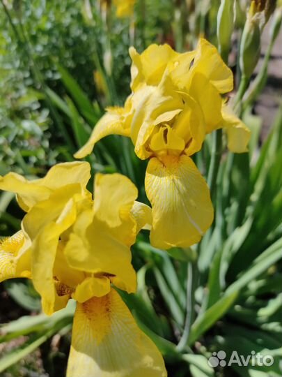 Ирисы бородатые сортовые