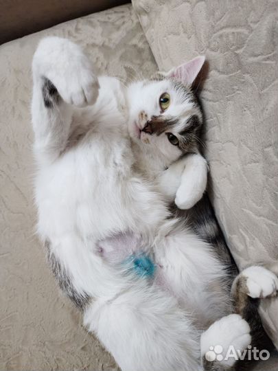 Кошечка Лиса