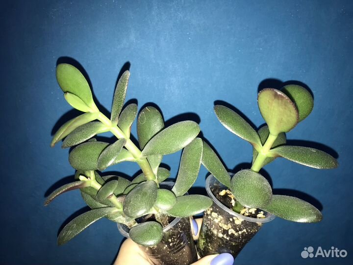 Крассула (Денежное дерево)