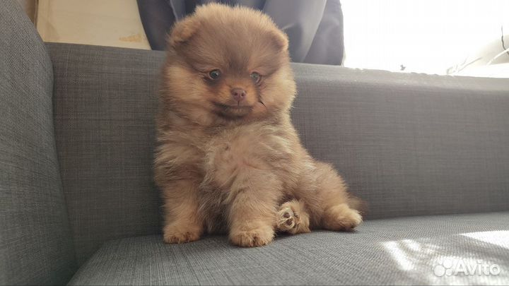 Щенки шпица