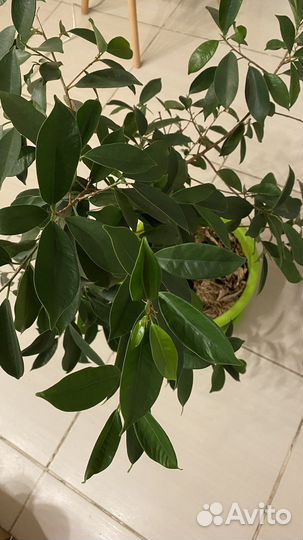Фикус микрокарпа