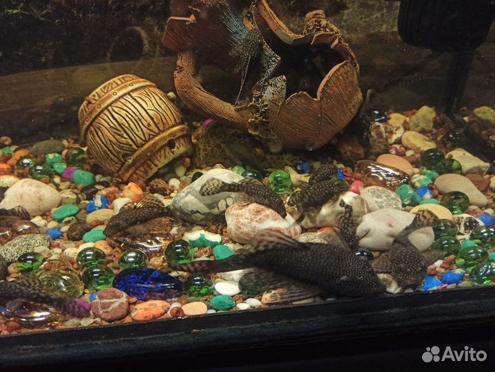 Сомики анциструсы