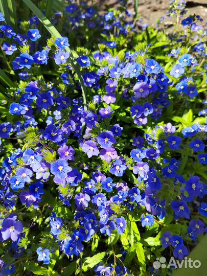 Сад и огород