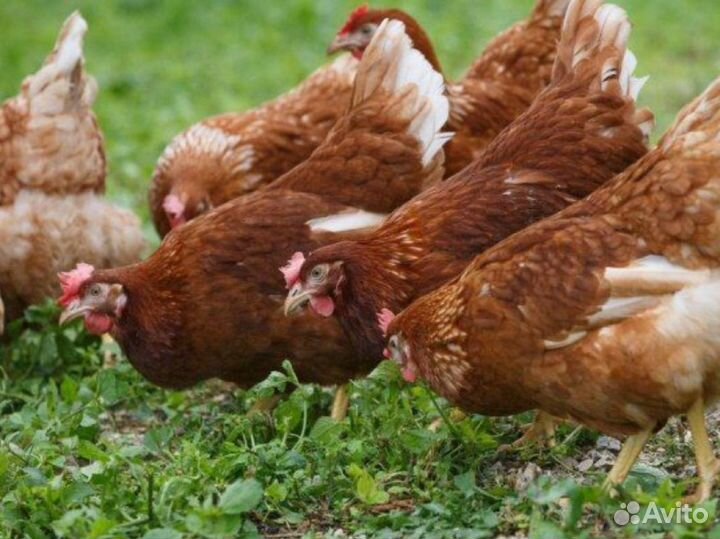 Куры ко двору