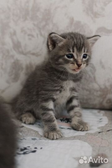 Котенок в добрые руки