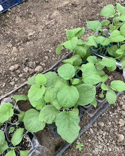 Рассада овощей и цветов