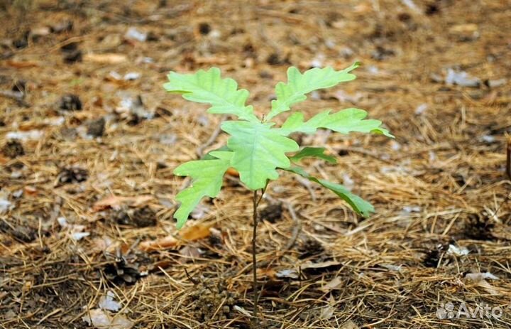 Дуб саженцы